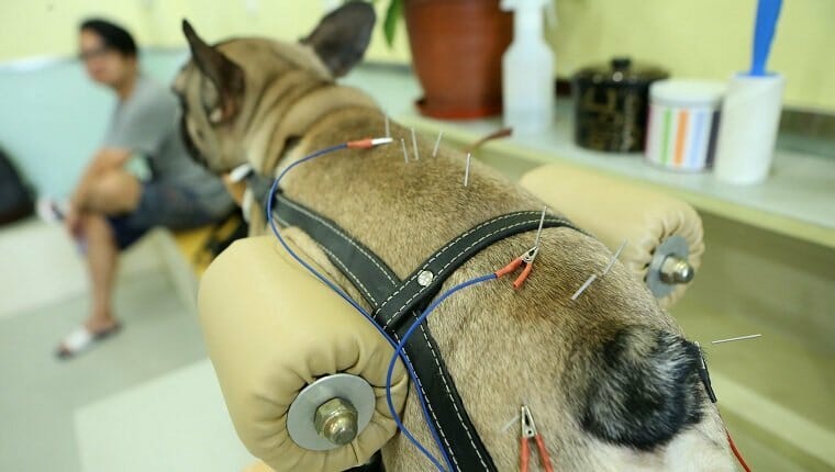 Shanghai, China - 27 de agosto: Un perro recibe acupuntura en un centro de tratamiento de mascotas el 27 de agosto de 2017 en Shanghai, China.  Un centro de tratamiento de mascotas utiliza acupuntura y absenta humeante para aliviar los dolores corporales en perros y gatos en Shanghai.  (Foto de VCG / VCG a través de Getty Images)