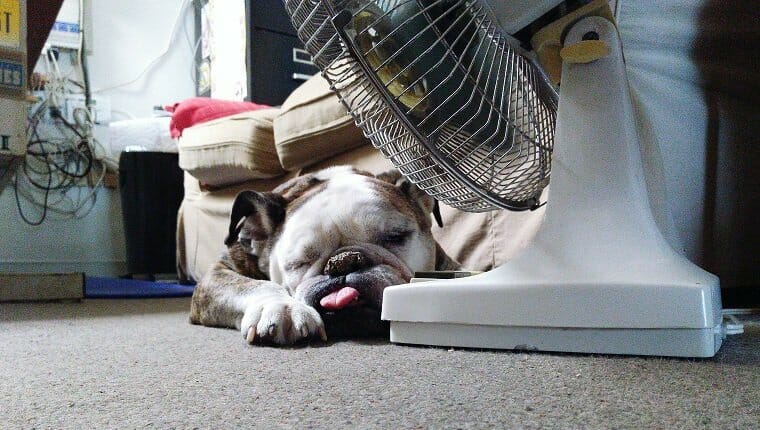 Bulldog Inglés relajándose con un ventilador eléctrico en casa.