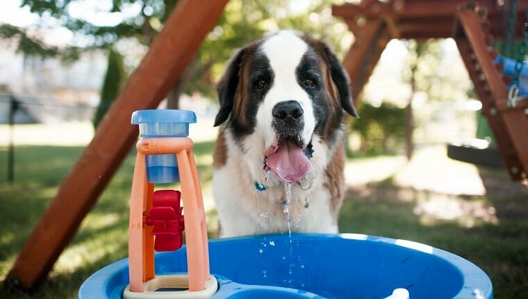 Retrato de un perro bebiendo agua de un recipiente en el patio de recreo.