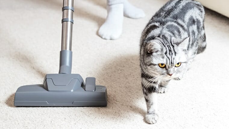 Aspiradora.  Aspiradora de alfombras.  Limpieza.  Pelo de gato.