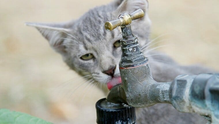 mantén a tu gato hidratado