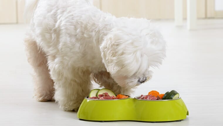 Cachorro maltés comiendo alimentos naturales y orgánicos de un tazón en casa