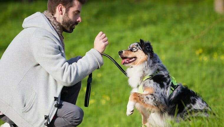Hombre perro de entrenamiento para sentarse en el parque.