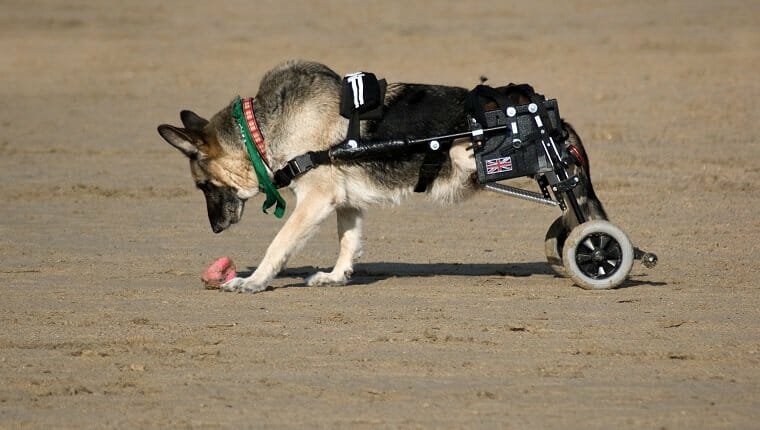 Perro de Alsação en la playa con ruedas de movilidad para reemplazar sus piernas paralizadas en Cornwall, Inglaterra.