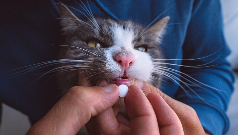 Cerca del hombre dando una pastilla al gato enfermo.  Gato enfermo recibiendo un medicamento en forma de pastilla.  Pastillas para mascotas.  Medicamentos para animales.  Antihelmíntico para mascotas.  foto de alta calidad