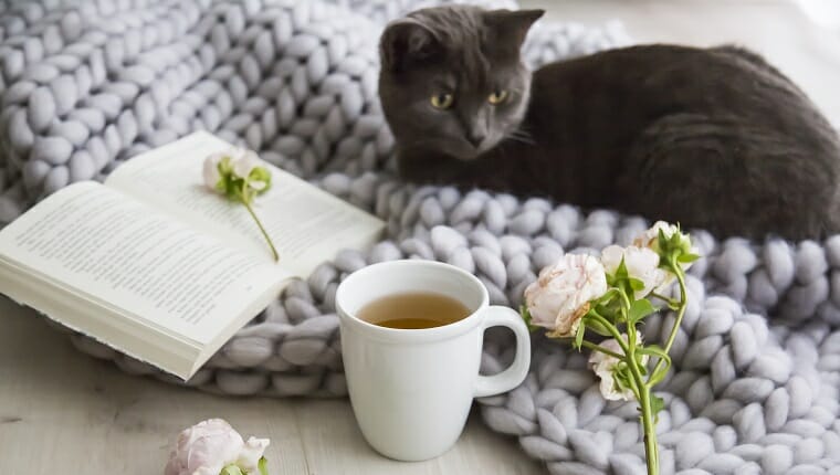 Gatito gris acurrucado en una alfombra de lana gris tejida a mano junto a una taza de té caliente o una infusión de hierbas y rosas en un libro abierto en un concepto de hogar relajante.