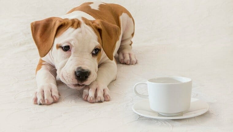 Cachorro, recién nacido, perro, mascota, primer plano, American Staffordshire Terrier, taza de café / té, invitación al té.  ¿Qué tan malo es el té para los perros?