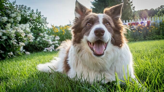perro feliz sonriendo en la hierba