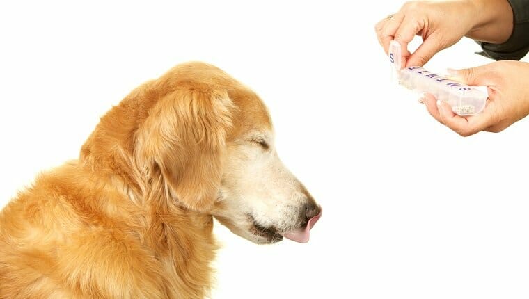 Un perro golden retriever cierra los ojos y saca la lengua mientras su dueño le ofrece una pastilla de un organizador diario de pastillas.
