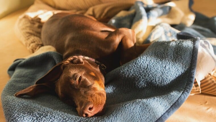 Primer plano de perro durmiendo en la cama en casa.