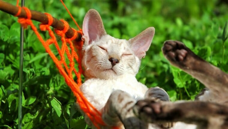 Gato blanco relajándose en una hamaca naranja