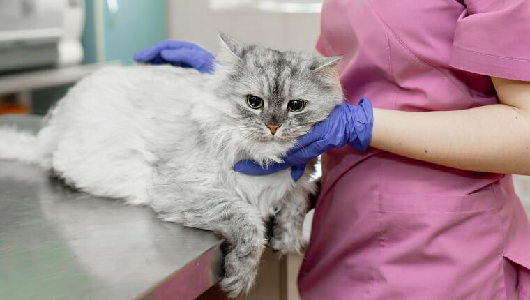 joven veterinario profesional acaricia un gran gato gris en la mesa de la clínica veterinaria.