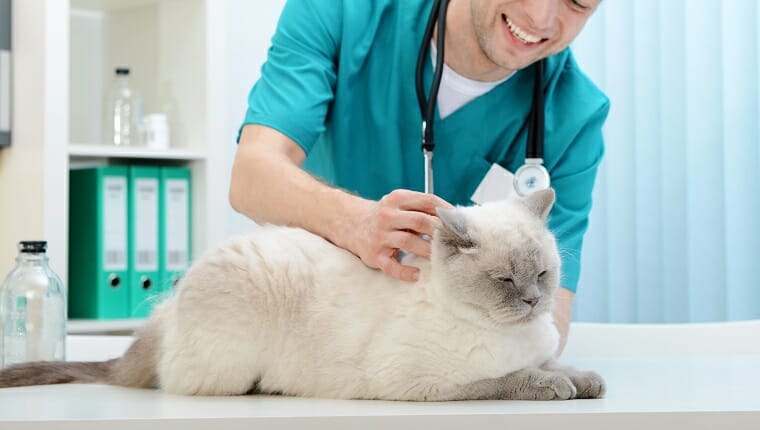 veterinario y un hermoso gato británico