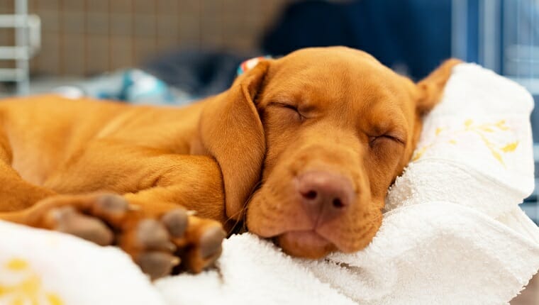 Cachorro vizsla húngaro esponjoso de 2 meses durmiendo en su cómoda cama con manta blanca.