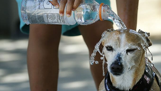 Verter agua sobre la cabeza del perro humano