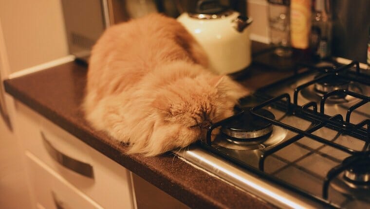 Gato persa rojo / naranja con cara de mal humor durmiendo en una cocina junto a una estufa y una tetera.