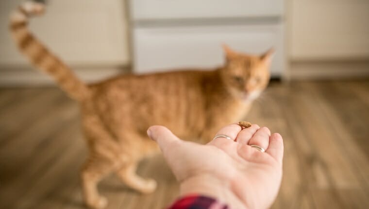 Un gato atigrado pelirrojo mira una golosina en la mano de una persona con ganas, pero no se acerca