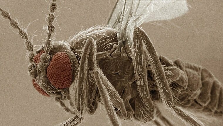 SEM coloreado del ojo de la mosca de la arena (Ceratopogonidae)