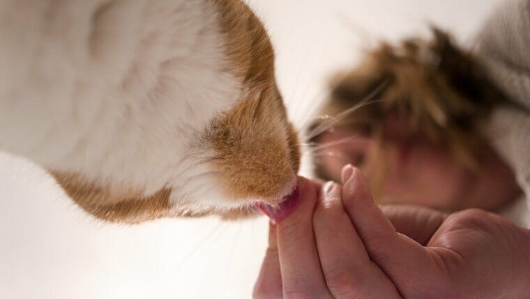 Una mujer rubia alimenta a su mascota, el gato pelirrojo, con una golosina que se toma desde abajo.
