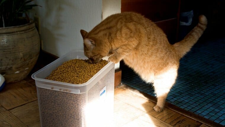 Gato naranja comiendo de un gran cubo de comida para gatos.