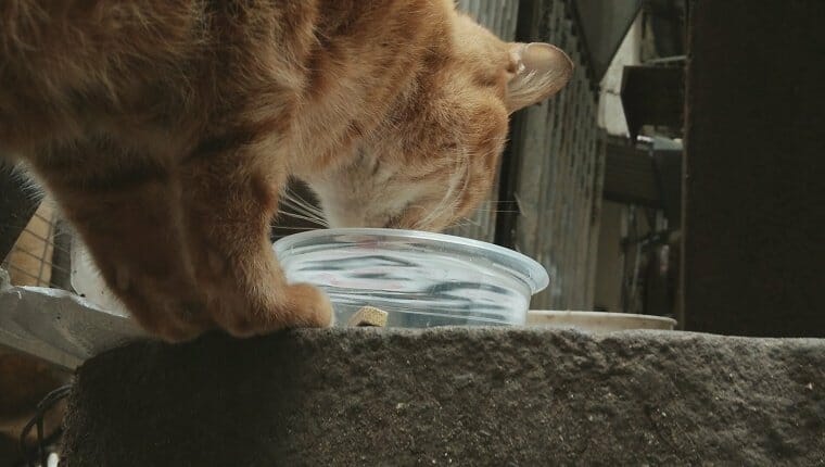 Primer plano de gato doméstico comiendo de un tazón.