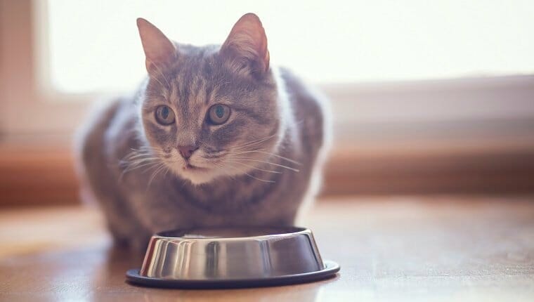 Lindo gato atigrado sentado junto a un plato de comida, colocado en el suelo junto a la ventana de la sala, y comiendo.  enfoque selectivo