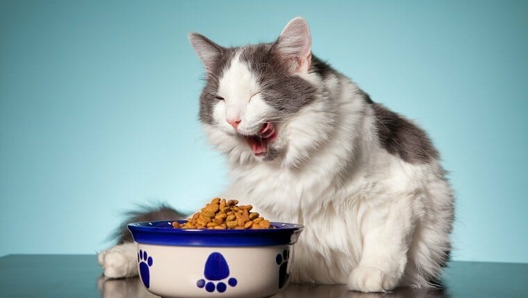 Un lindo gato blanco y gris lamiendo su cara después de comer de su plato de comida para gatos.