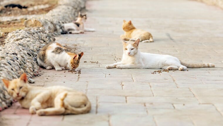 Una colonia de gatos salvajes, callejeros o callejeros.  Los gatos salvajes suelen vivir en grupos llamados colonias, que se encuentran cerca de las fuentes de alimento y refugio.  Algunas colonias están organizadas en estructuras más complejas.