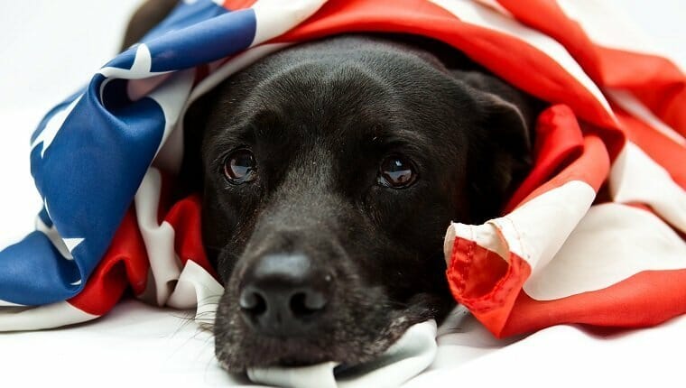 Labrador negro con bandera de Estados Unidos