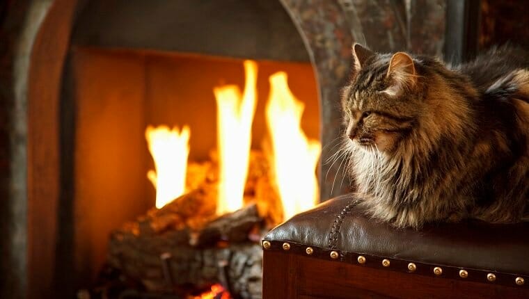 Gato de pelo largo frente al fuego ardiente.  seguridad contra incendios de mascotas