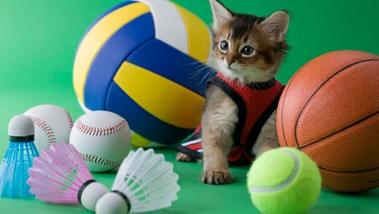 gato con equipo deportivo
