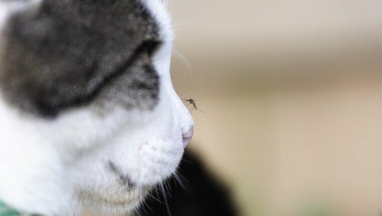 mosquito nariz de gato