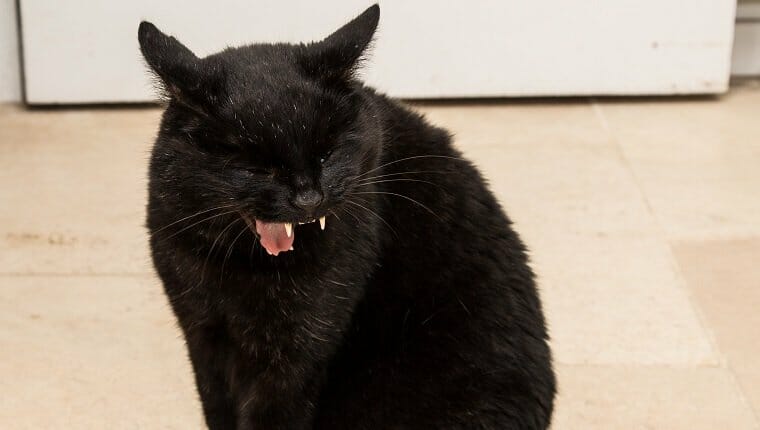 Imagen sincera de mi gato Boris bostezando / tosiendo una bola de pelo.