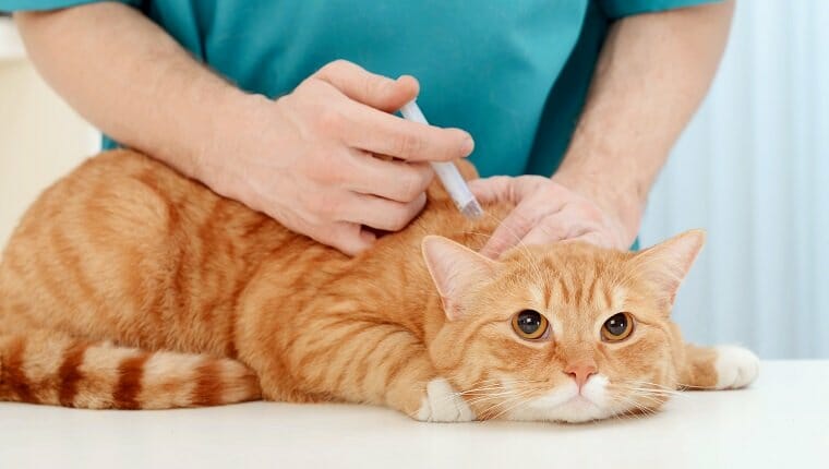 Médico veterinario examinando a un hermoso gato adulto.