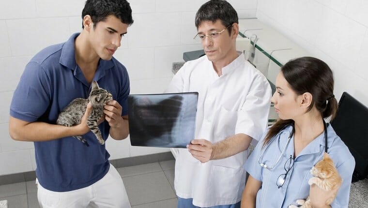 Veterinario examinando la radiografía de un gato