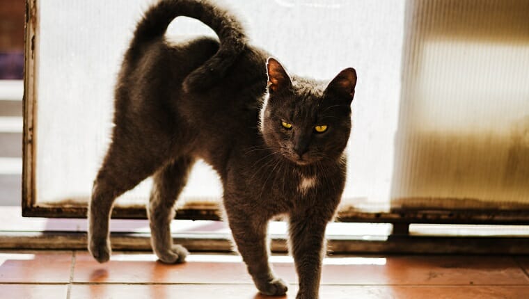 Precioso gato azul ruso grande de pie seductoramente junto a la puerta, disfrutando del sol y manteniendo la cola erguida.  Luz de fondo fuerte