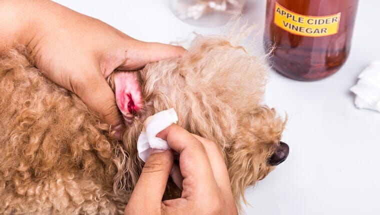 Una persona que limpia la oreja inflamada de un perro con vinagre de sidra de manzana usando un hisopo de algodón, que tiene propiedades antibacterianas y antifúngicas.