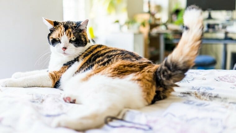 Gato atigrado enojado acostado en el borde de la cama moviendo la cola.  puede tener una cola de clavel.