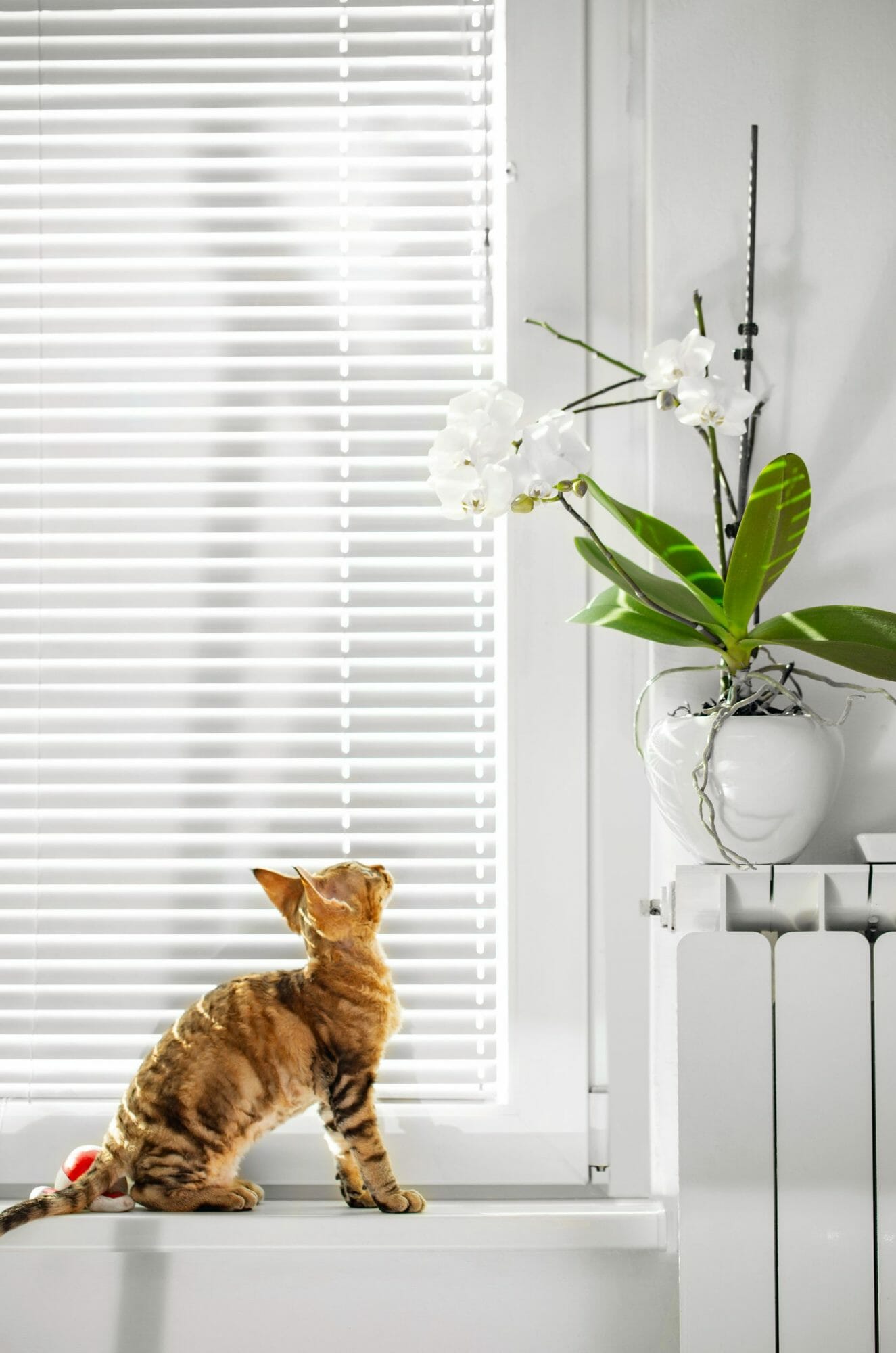 Un gato mira una planta de interior.