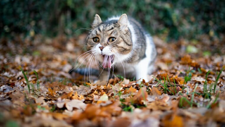 Gato de pelo corto británico blanco al aire libre en el jardín vomitando en las hojas de otoño.