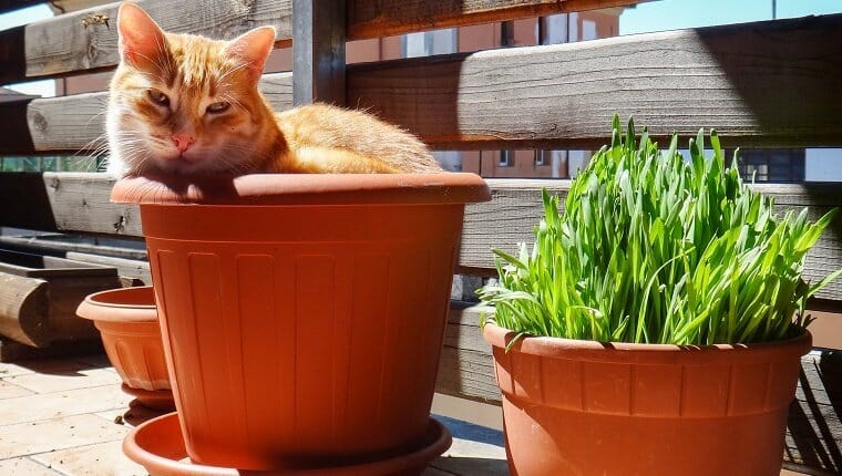 Un gato rojo con ojos verdes duerme en un jarrón de plástico rojo junto a otro jarrón rojo que contiene hierba gatera fresca.