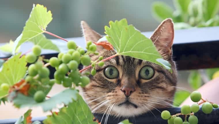 Gato y uvas