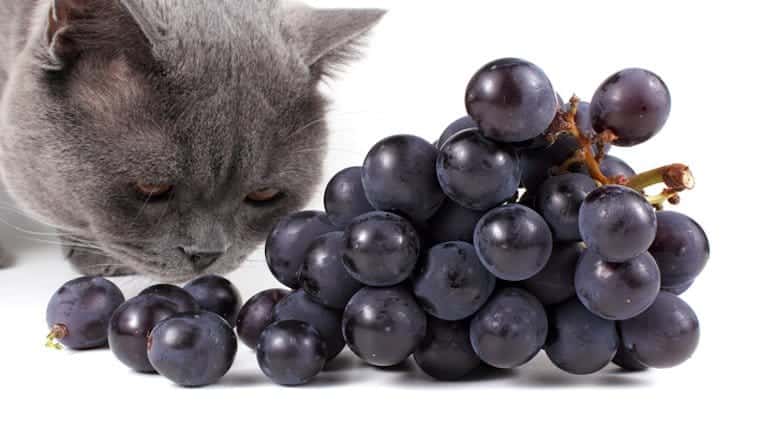 Gato y uvas