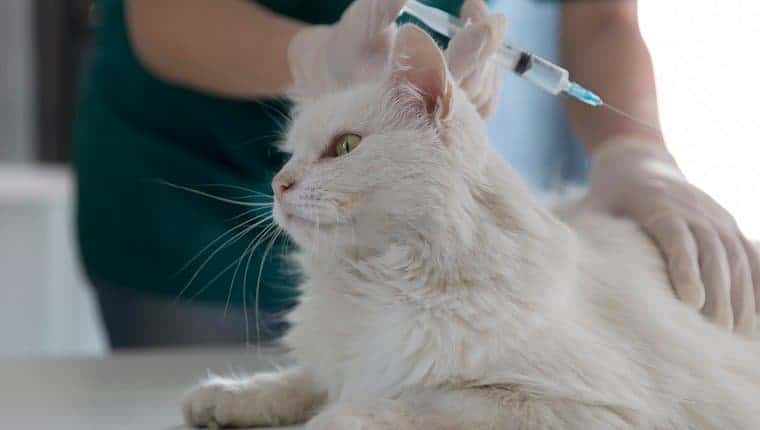 Gato vacunar veterinario en la clínica