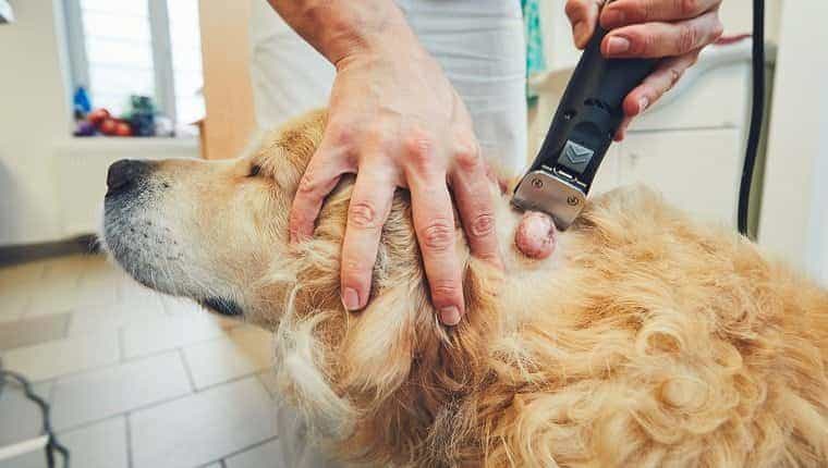 Golden retriever en el hospital de animales.  Veterinario preparando al perro para la cirugía.