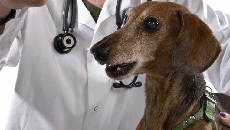 Un viejo perro salchicha que recibe un chequeo del veterinario - poca profundidad de campo - Toronto Minilypse 2010