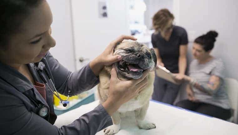 Veterinario examinando la sala de examen clínico para perros pequeños
