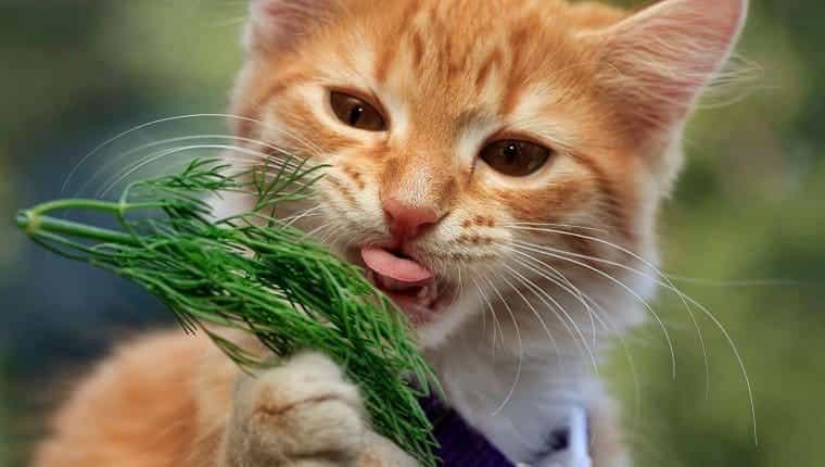 Pueden los gatos comer eneldo ¿El eneldo es seguro para