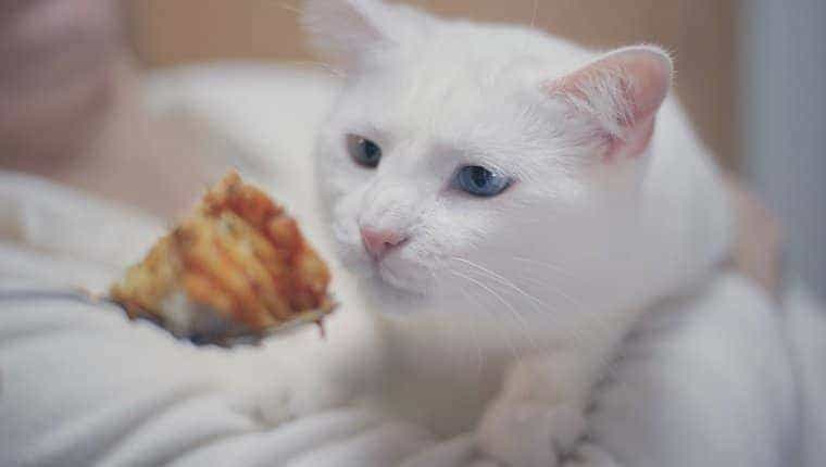 Pueden los gatos comer lasana ¿Es la lasana segura para