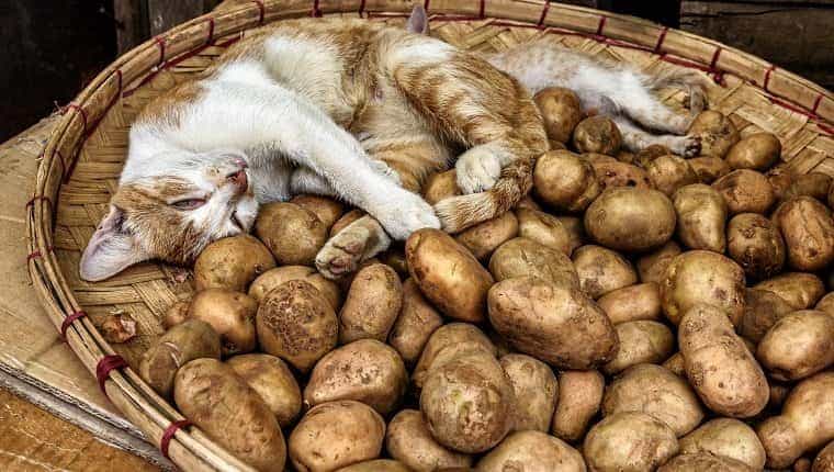Adorable gato durmiendo en una canasta de patatas frescas